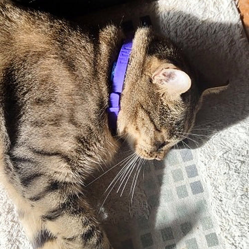 Tabby cat asleep in the sun, wearing the purple Lullacat Calm Collar