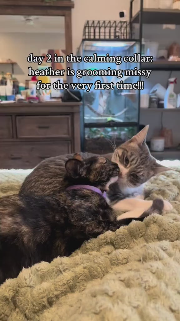 Day 2 in the calming collar: two cats grooming each other on the bed