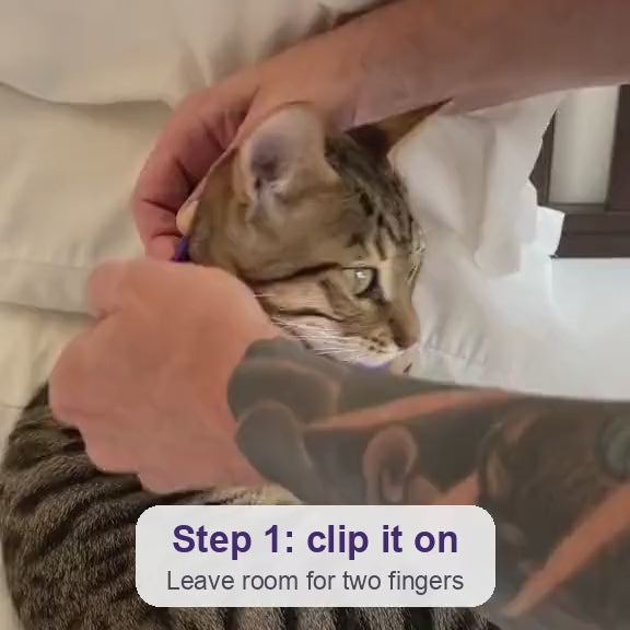 How to put it on, step 1: clip the collar around your cat's neck, leaving room for two fingers