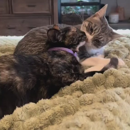 Day 2 in the calming collar: two cats grooming each other on the bed