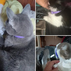 Photos from buyers: three cats wearing the purple calm collar at home