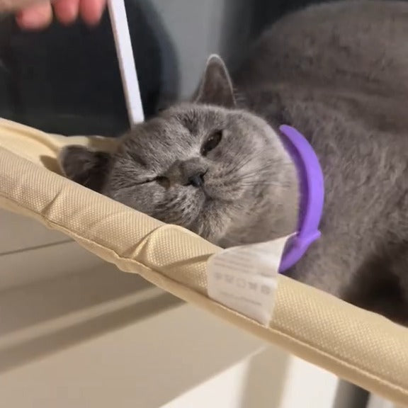 Grey cat dozing in a window hammock, wearing the purple calm collar