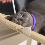 Grey cat dozing in a window hammock, wearing the purple calm collar