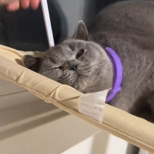 Grey cat dozing in a window hammock, wearing the purple calm collar
