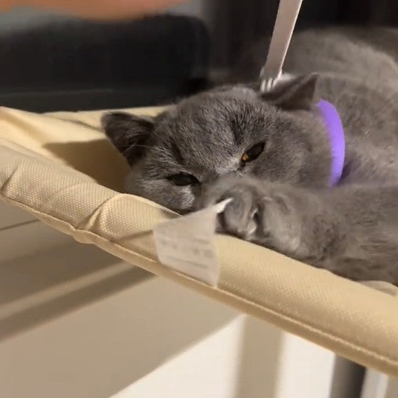 Goes where your cat goes