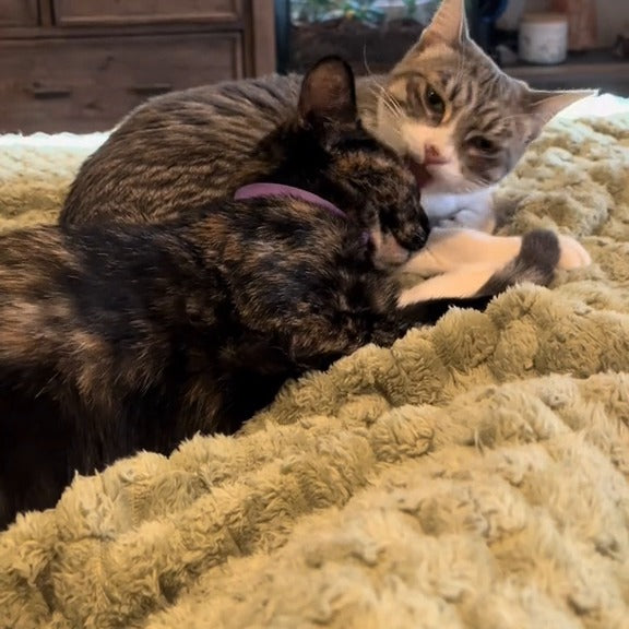 Helps new pets settle in